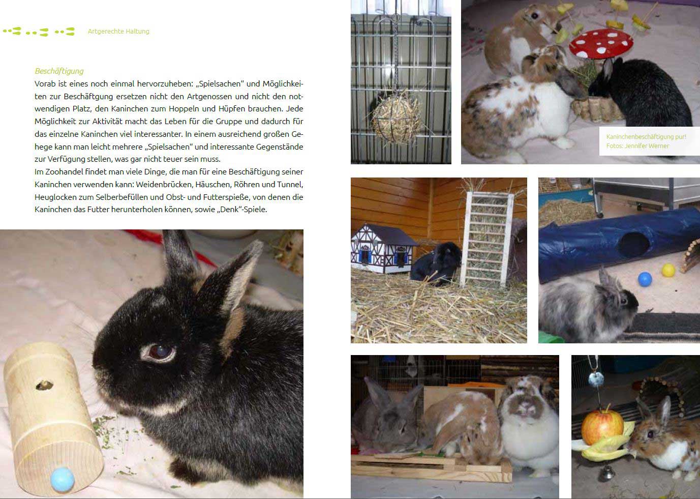 Leseprobe 3 Das Tierschutz-Kaninchenbuch Leseprobe 3 Das Tierschutz-Kaninchenbuch