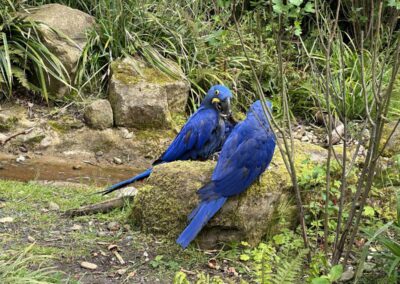 Die blauen Papageien von Aralandia