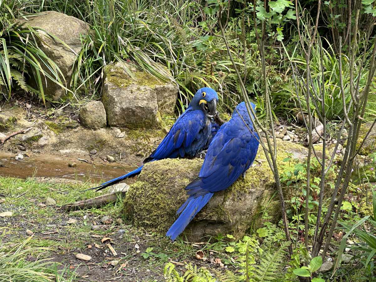 Die blauen Papageien von Aralandia Die blauen Papageien von Aralandia